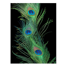 Plumas verdes con negro tarjeta postal