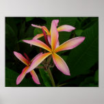 Plumeria - arco iris Starburst de Mukundan Posters