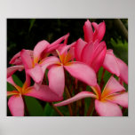 Plumeria - as alto impresiones