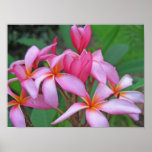 Plumeria - as altos impresiones