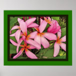 Plumeria - as altos poster