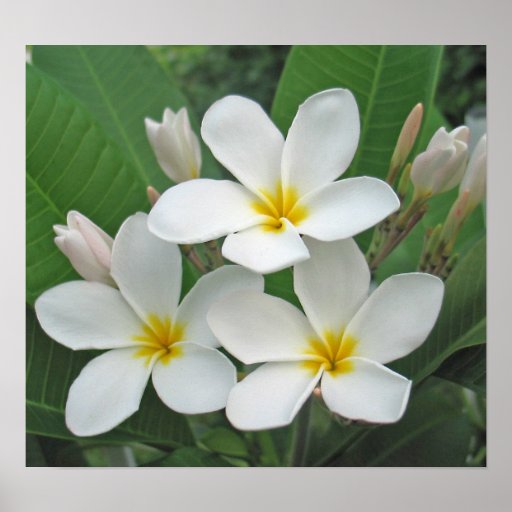 Plumeria - claro de luna poster