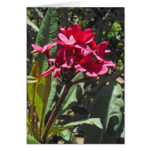 Plumeria hawaiano felicitacion 