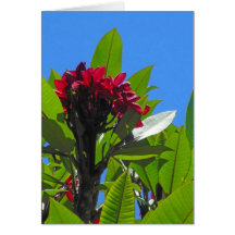 Plumeria hawaiano felicitaciones