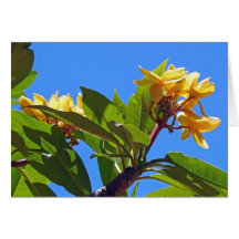 Plumeria hawaiano tarjeta