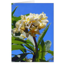 Plumeria hawaiano tarjeton