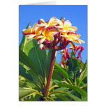 Plumeria hawaiano tarjeton
