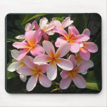 Plumerias en la floración tapete de raton
