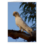 poca Corella Felicitacion