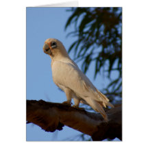 poca Corella Felicitacion