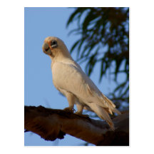 poca Corella Postales