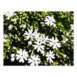 Poca flor blanca Bush Impresiones Fotograficas