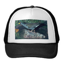 Poca polla de agua gorros  