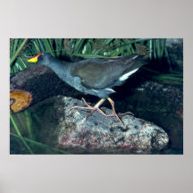 Poca polla de agua poster