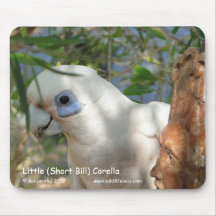 Poco (Bill corto) Corella Tapete De Ratones