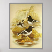 Poco Forktail Poster