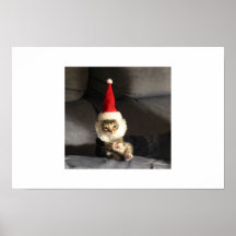 Poco Kittie Posters