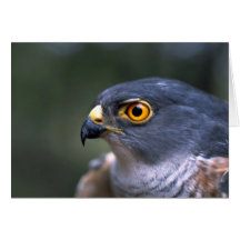 Poco Sparrowhawk Felicitacion