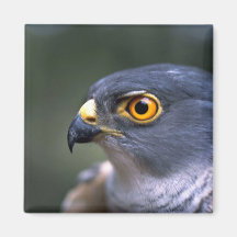 Poco Sparrowhawk Imán