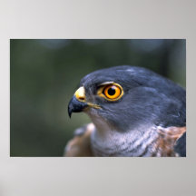 Poco Sparrowhawk Impresiones