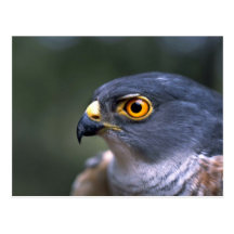 Poco Sparrowhawk Postales