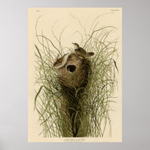 Poco Wren del pantano de Nuttall Poster
