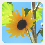 Pocos pegatinas amarillos del cuadrado del girasol