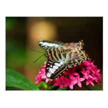 Podadoras en la postal de Pentas 3