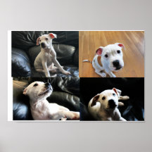 Poder del perrito posters