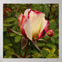 Poesía floral impresiones