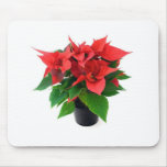 Poinsetta en el pote alfombrillas de raton