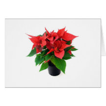 Poinsetta en el pote felicitaciones