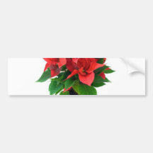 Poinsetta en el pote pegatina de parachoque