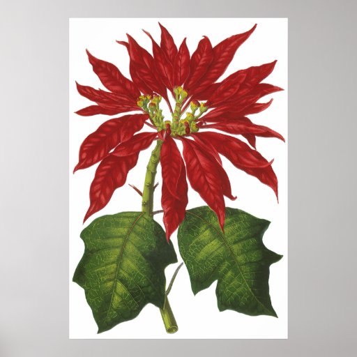 Poinsettia rojo del navidad del vintage con las ho poster