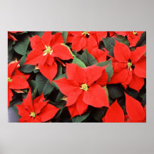 Poinsettias Posters