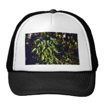 Poisonwood Gorra