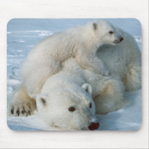 Polar_bear_with_cub Tapetes De Raton