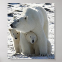 polar impresiones