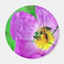 Polen de los insectos de las abejas iman