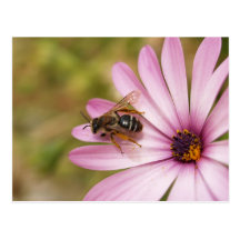 Polen Tarjetas Postales
