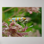 Polilla de Webworm del Ailanthus del poster (punct