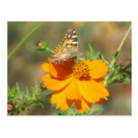 Polilla en la flor amarilla postales