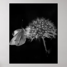 Polilla Poster