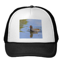 Polla de agua común gorros  