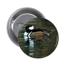 Pollo de agua encapuchado (Drake) Pins
