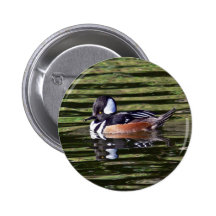 Pollo de agua encapuchado masculino pins