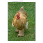 Pollo en el vagabundeo tarjeta