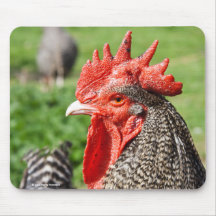 Pollo gris escocés Mousepad del gallo el |