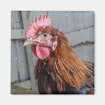 Pollo joven del gallo de Welsummer Imán Para Frigorifico