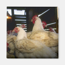 Pollos de la carne imán